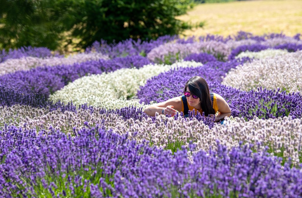 Lavender Capital of North America.