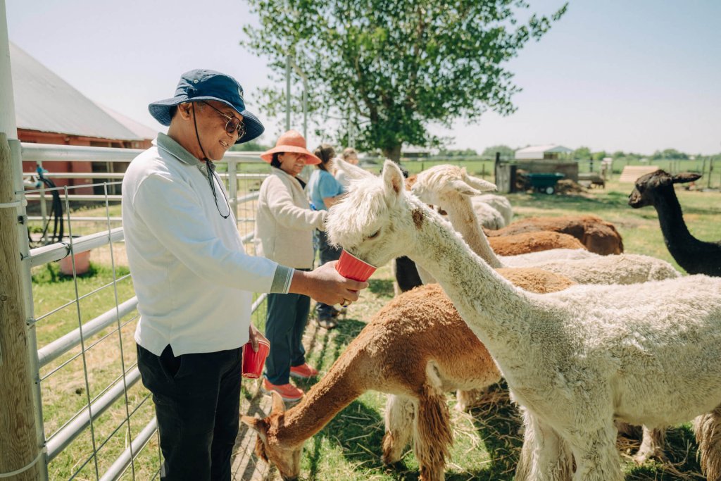 A man and woman filed alpacs out of red plastic cups at Old Homestead Alpacas in Walla Walla.