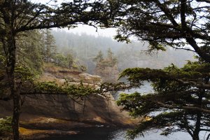 Fog shrouds trees along the coast