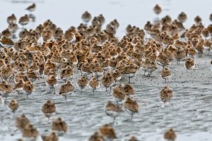 10 Washington State Wildlife Refuges for Nature Lovers