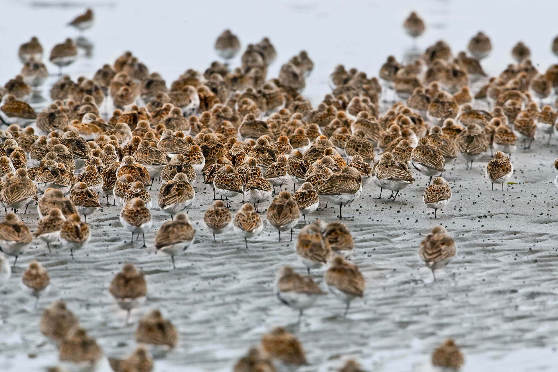 Western sanpipers are seen on a beach at one of the Washington State Wildlife Refuges