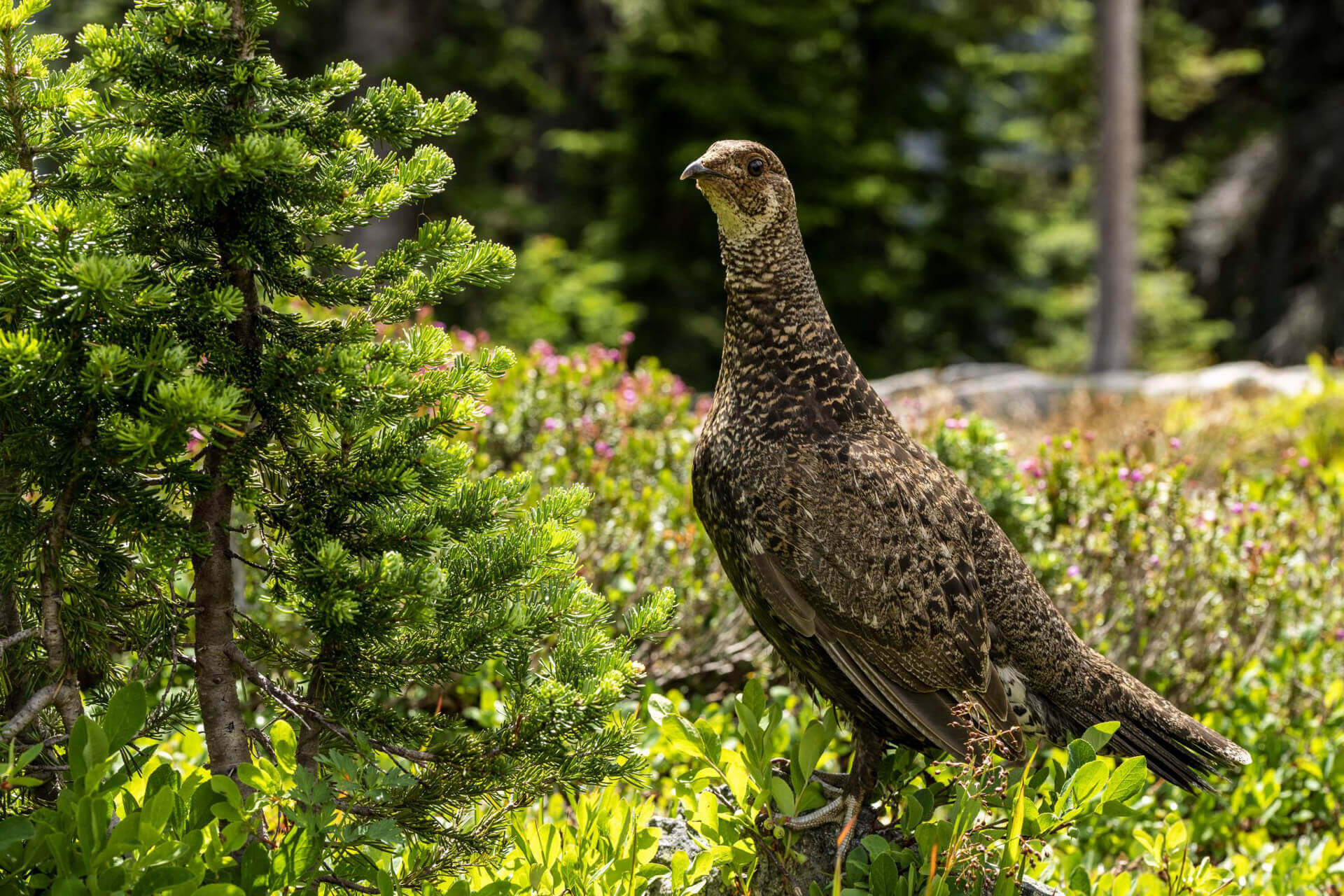 A bird moves through the bush.