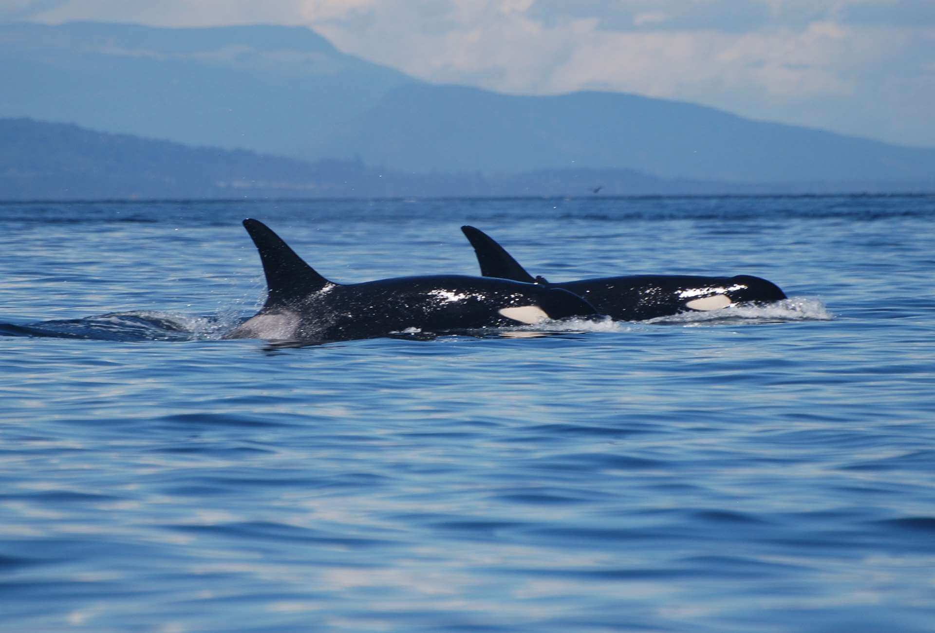Washington State Wildlife