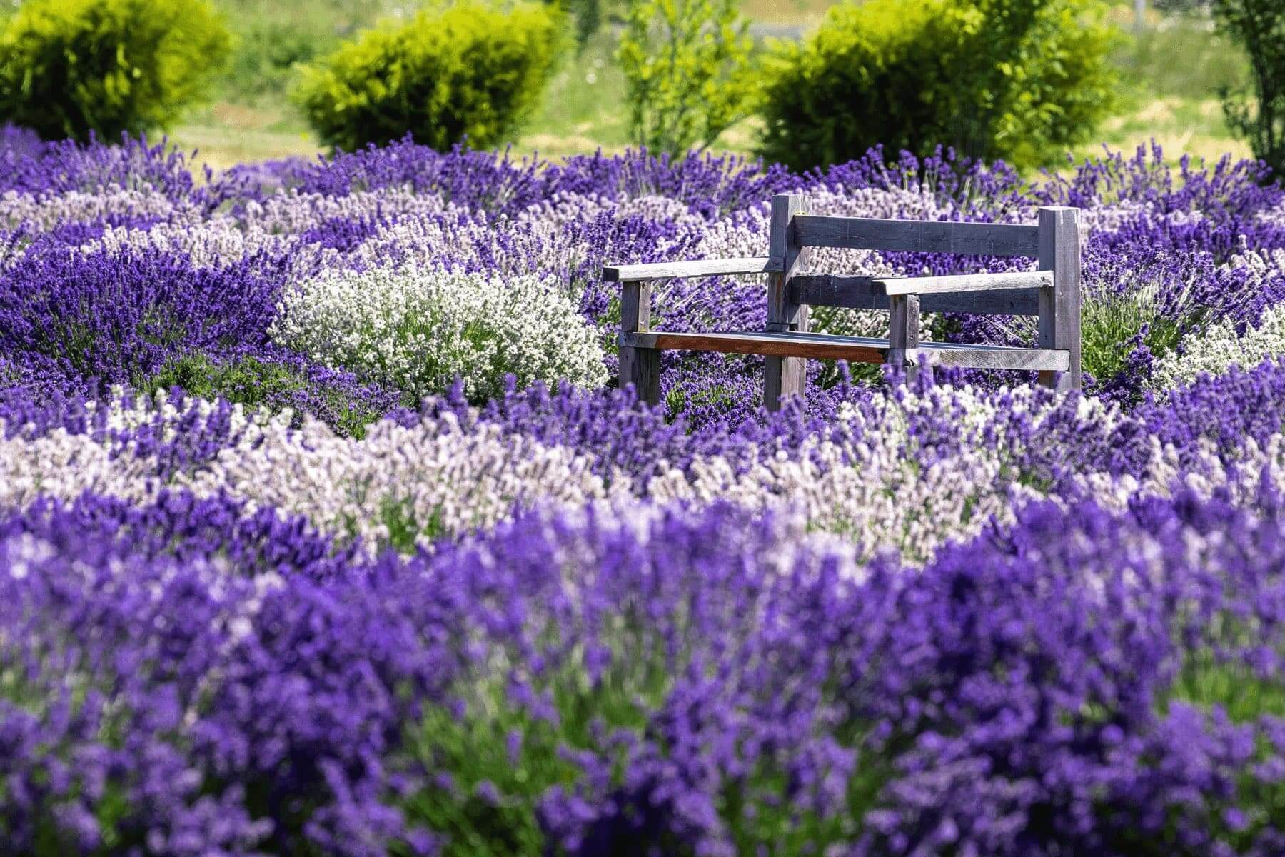 Lavender field in Sequim, WA.