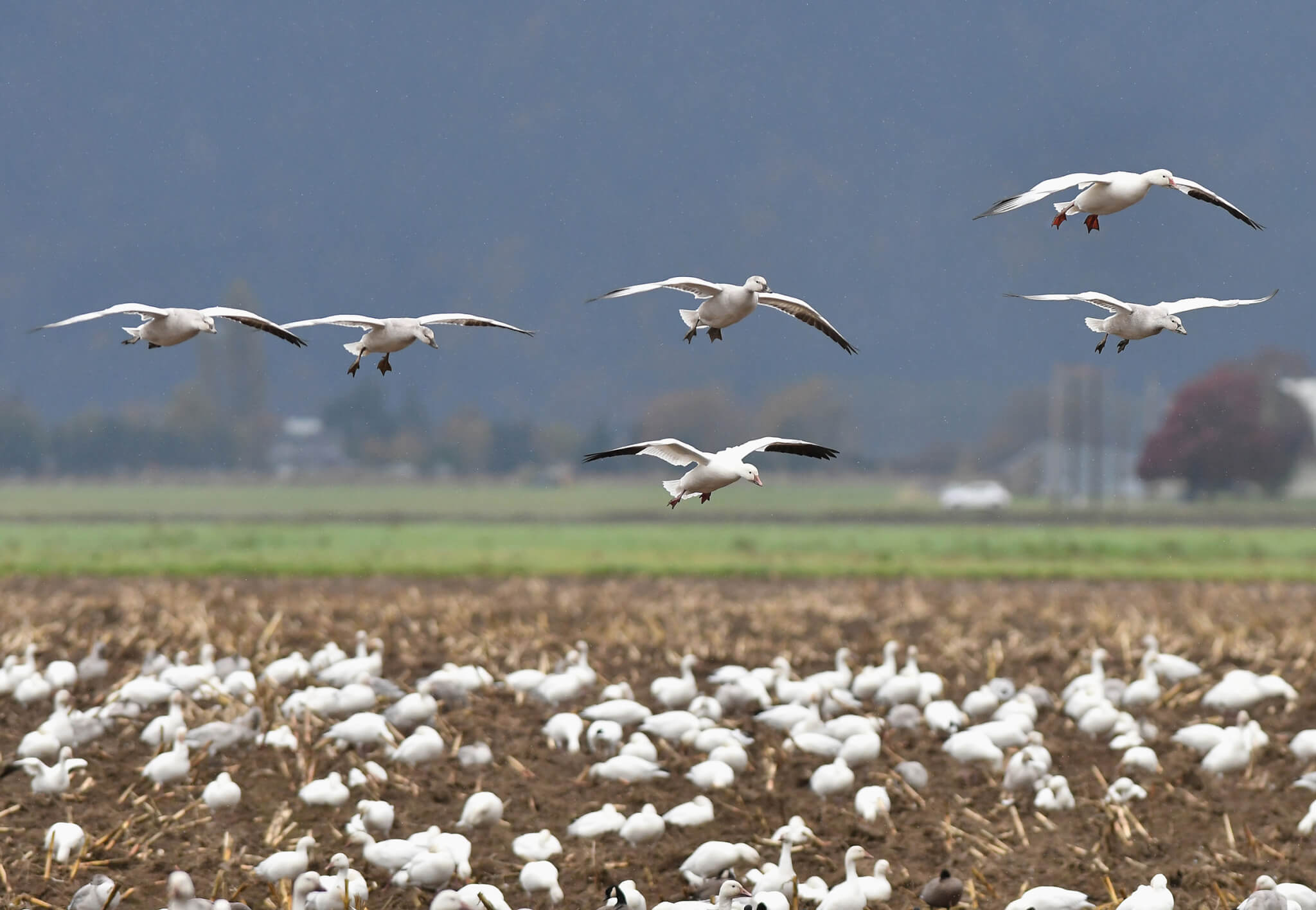 A flock of snow geese take flight from a field in Skagit Valley