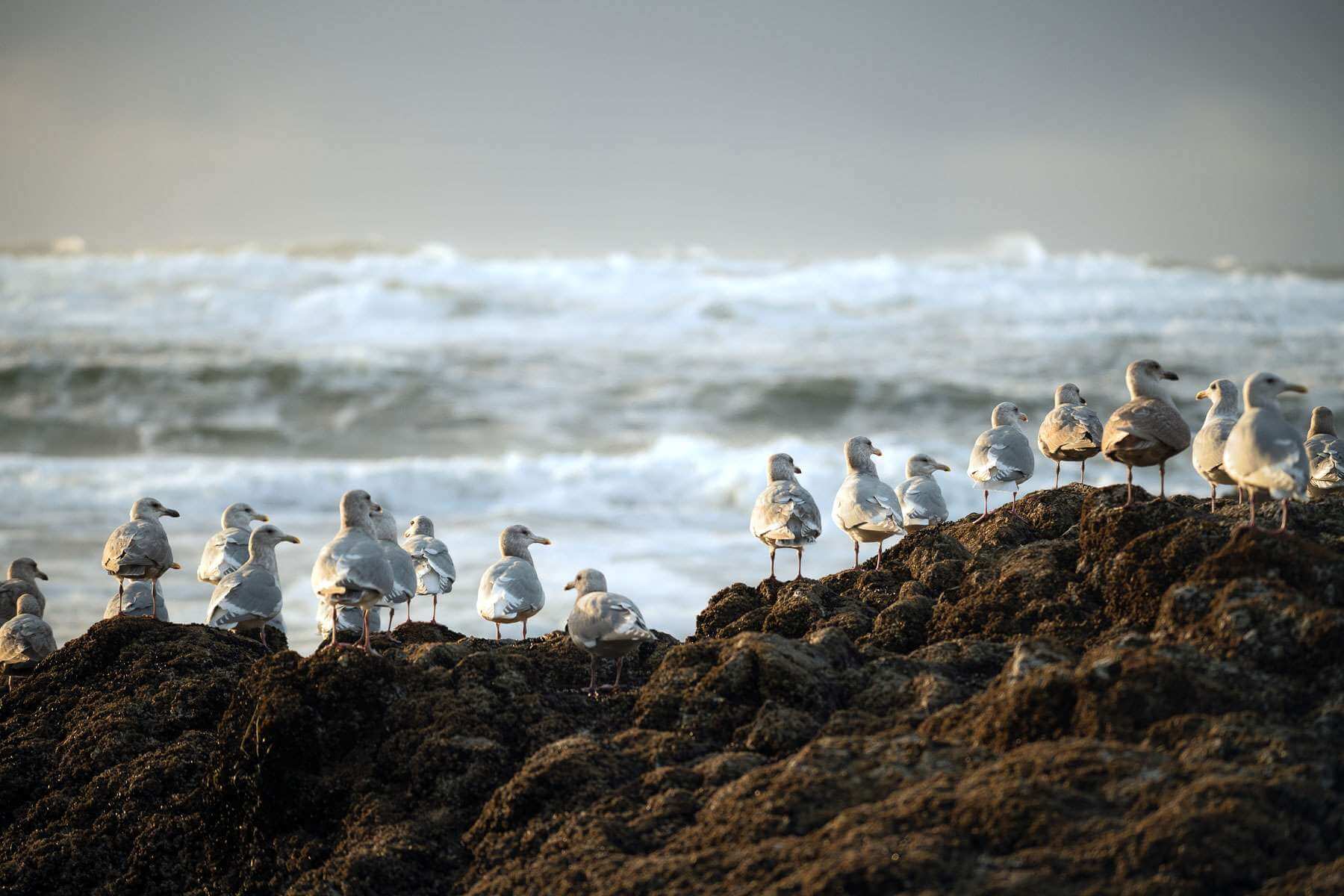 Birds sit on rocks along an ocean beach in Washington State 