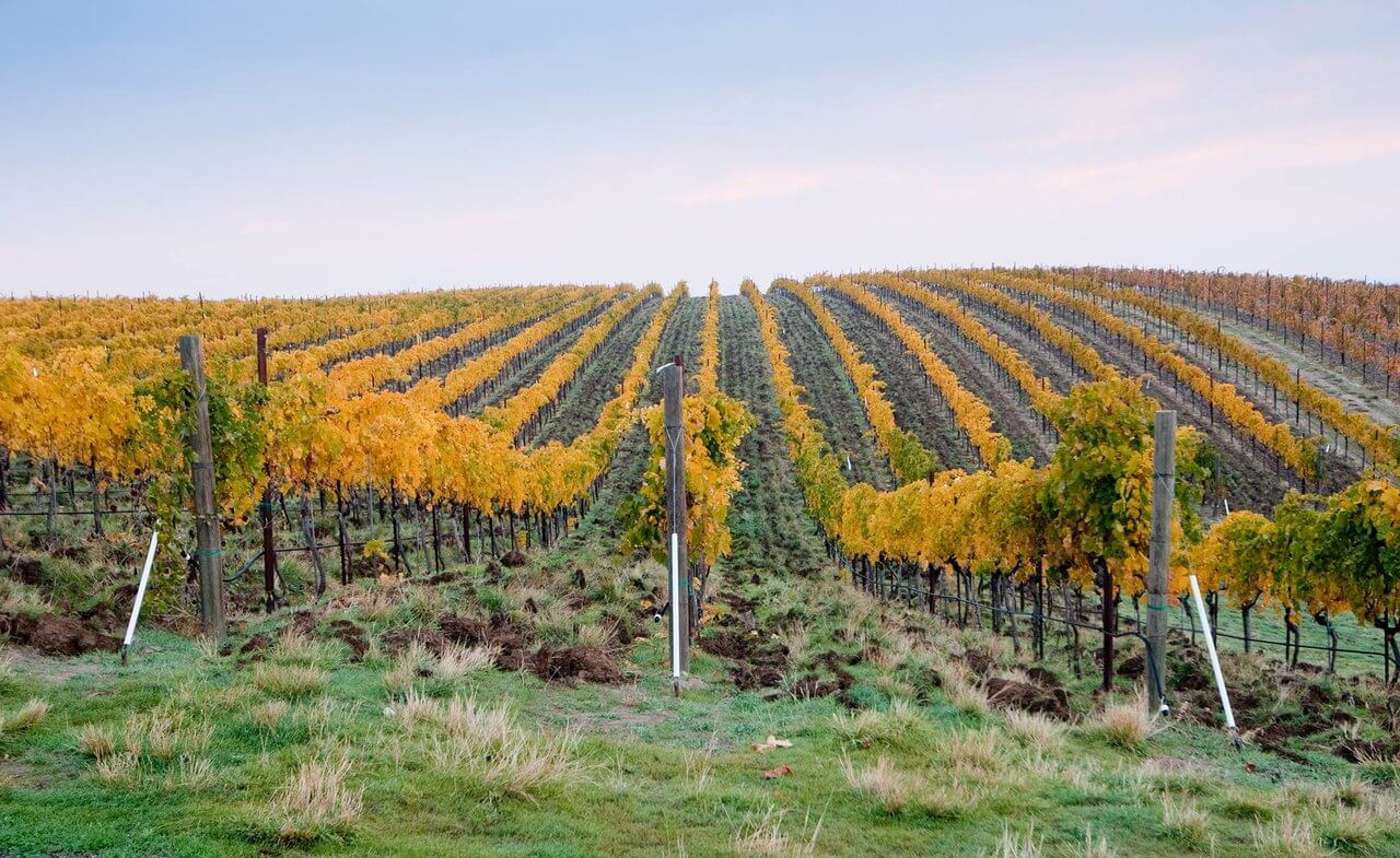 Woodward Canyon-Washington State Wineries